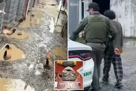 833 gallos incautados en desarticulación de red de peleas de gallos en el Bay Area