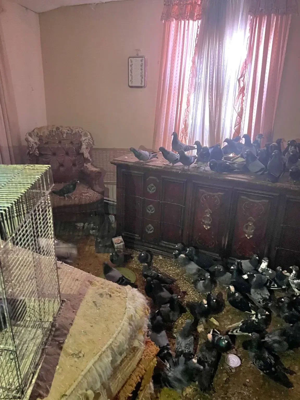 Over 300 Pigeons Rescued from Squalid Pennsylvania Home in "Worst Ever" Hoarding Case