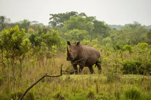 Uganda Reintroduces Rhinos to National Park After Poaching-Driven Extinction – A Major Conservation Milestone